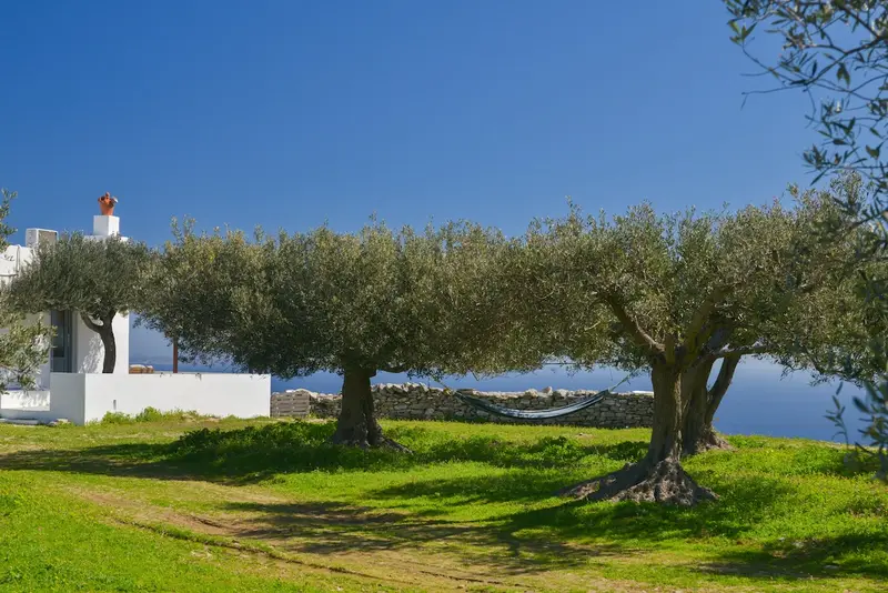 Aqua Vista Sifnos - Cottage with Sea-View Veranda in an Olive Grove – 6