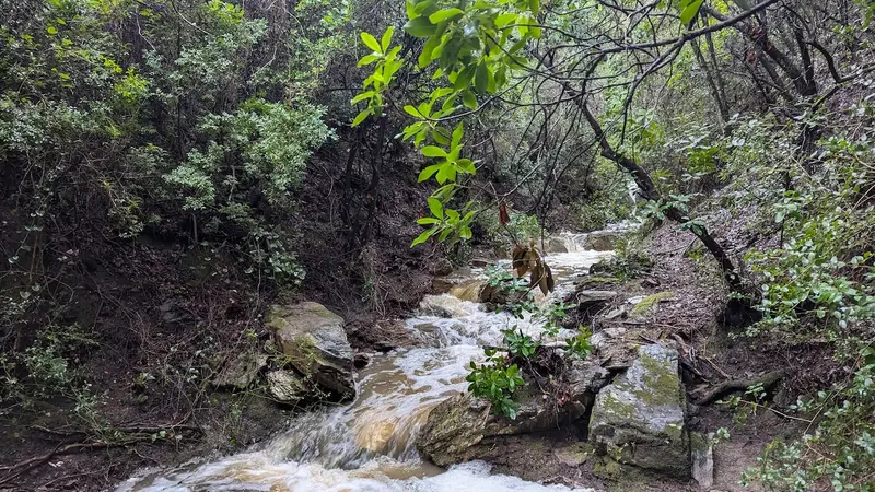 Aqua Vista Sithonia - Casă din Piatră într-o Livadă de Măslini lângă Plaja Elia – 12
